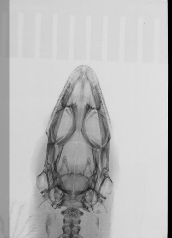 Media type: image;   Herpetology R-119351
